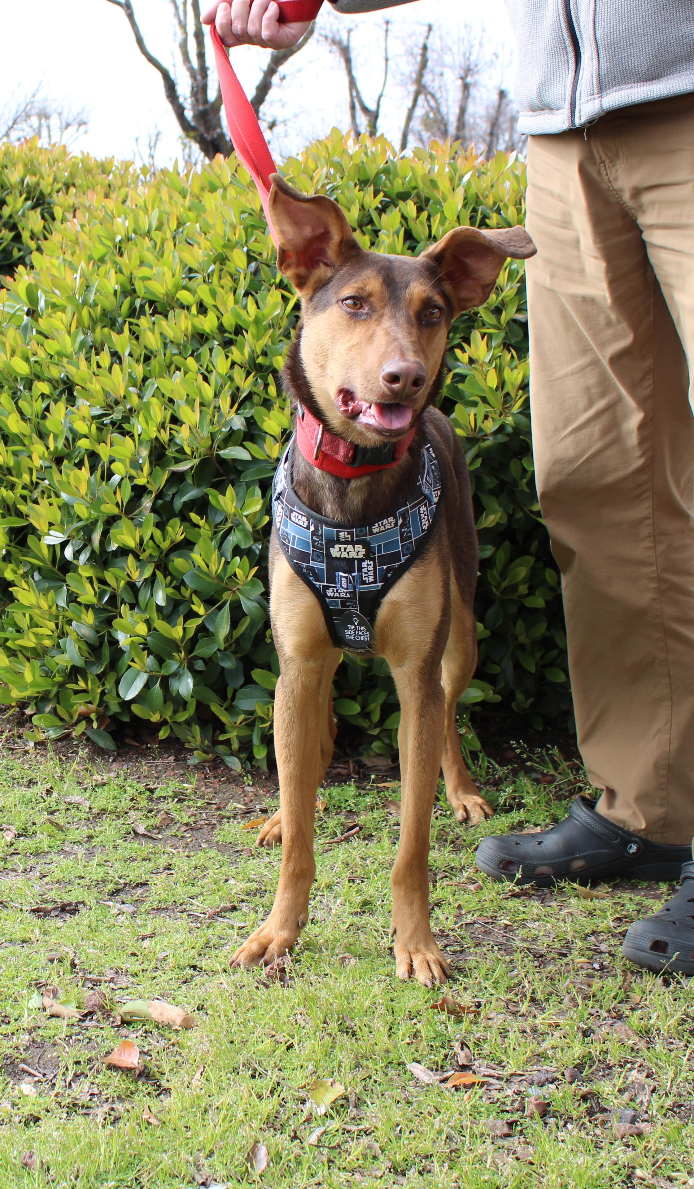 Enlarge Darius, a Adoptable mixed breed in Yuba City, CA image 4/5