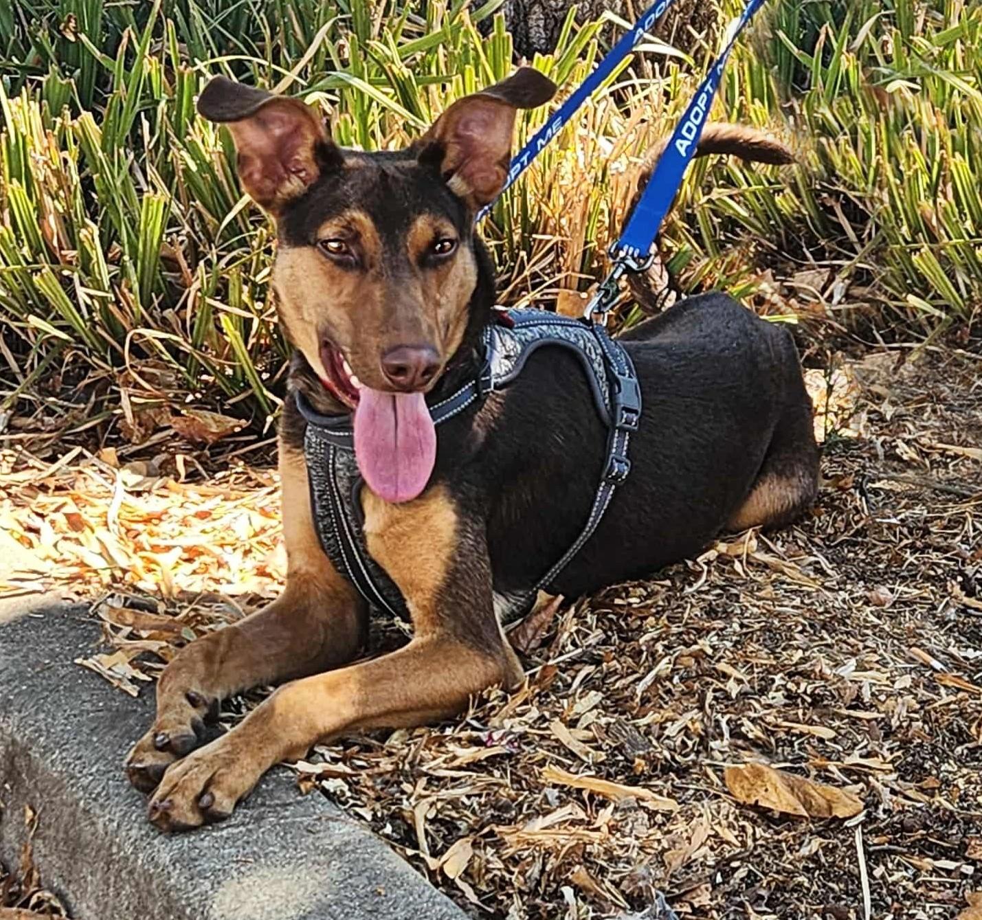 Darius, a Adoptable mixed breed in Yuba City, CA image 1/3