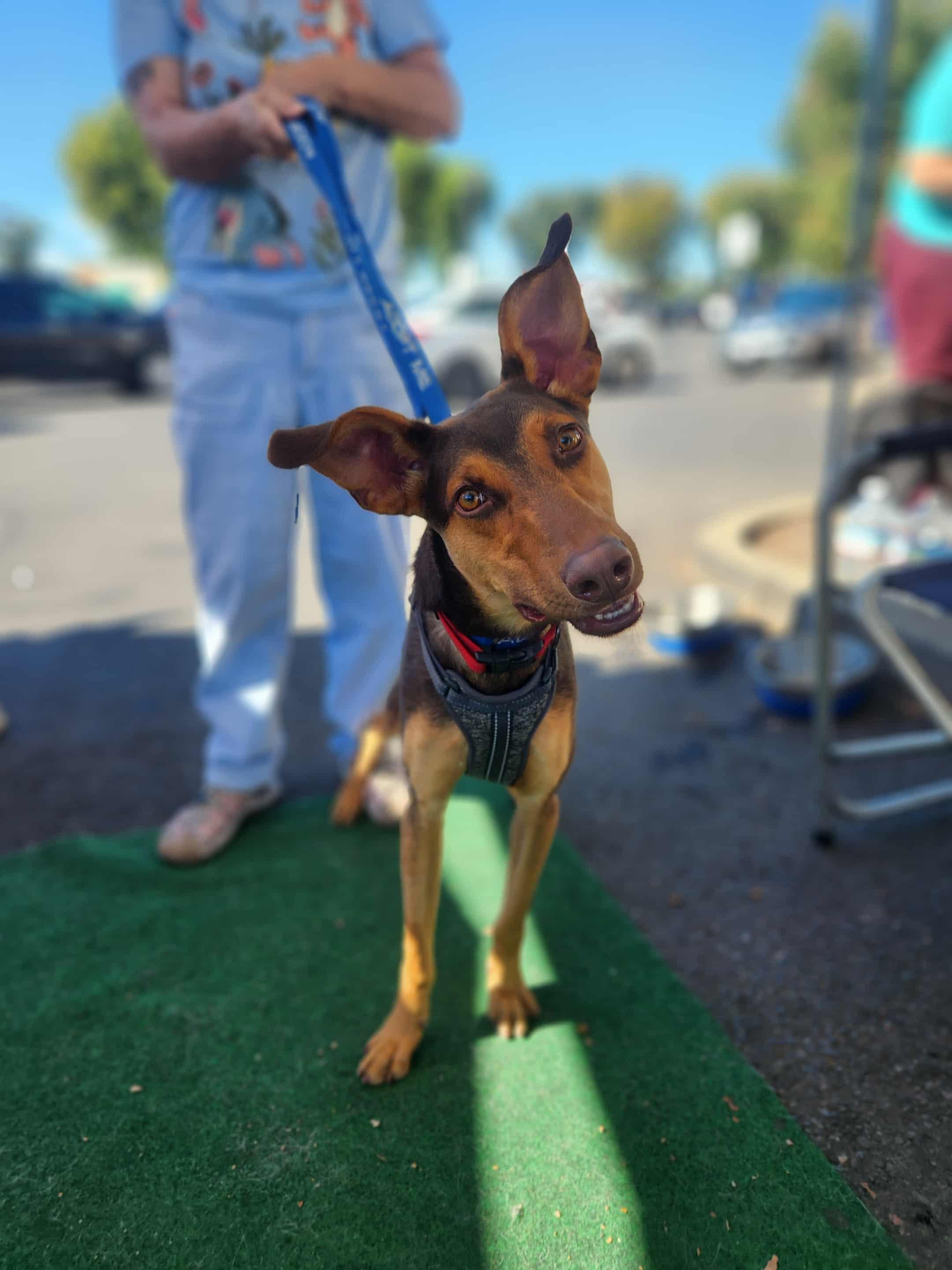 Darius, a Adoptable mixed breed in Yuba City, CA image 2/3