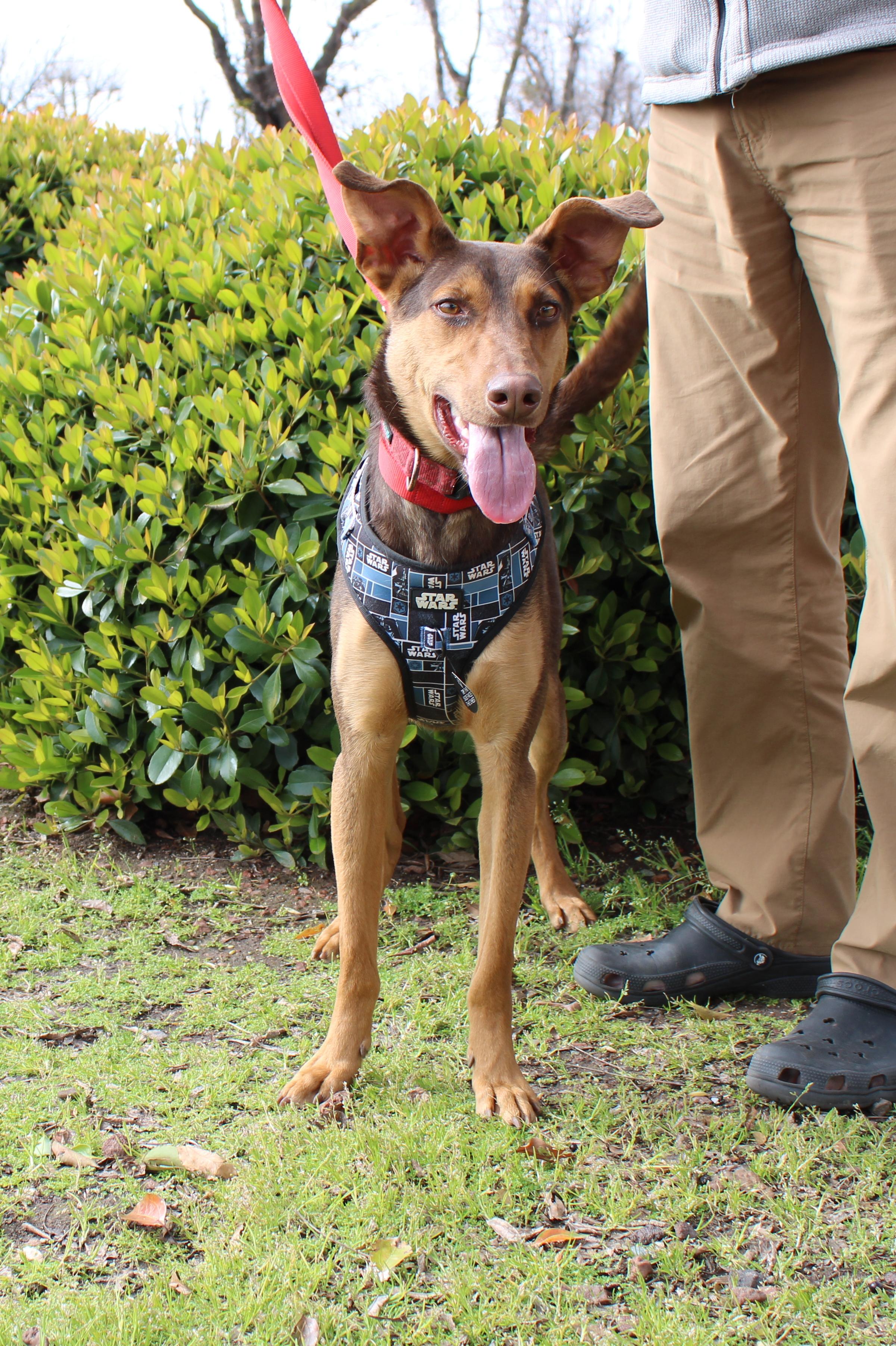 Enlarge Darius, a Adoptable mixed breed in Yuba City, CA image 2/5