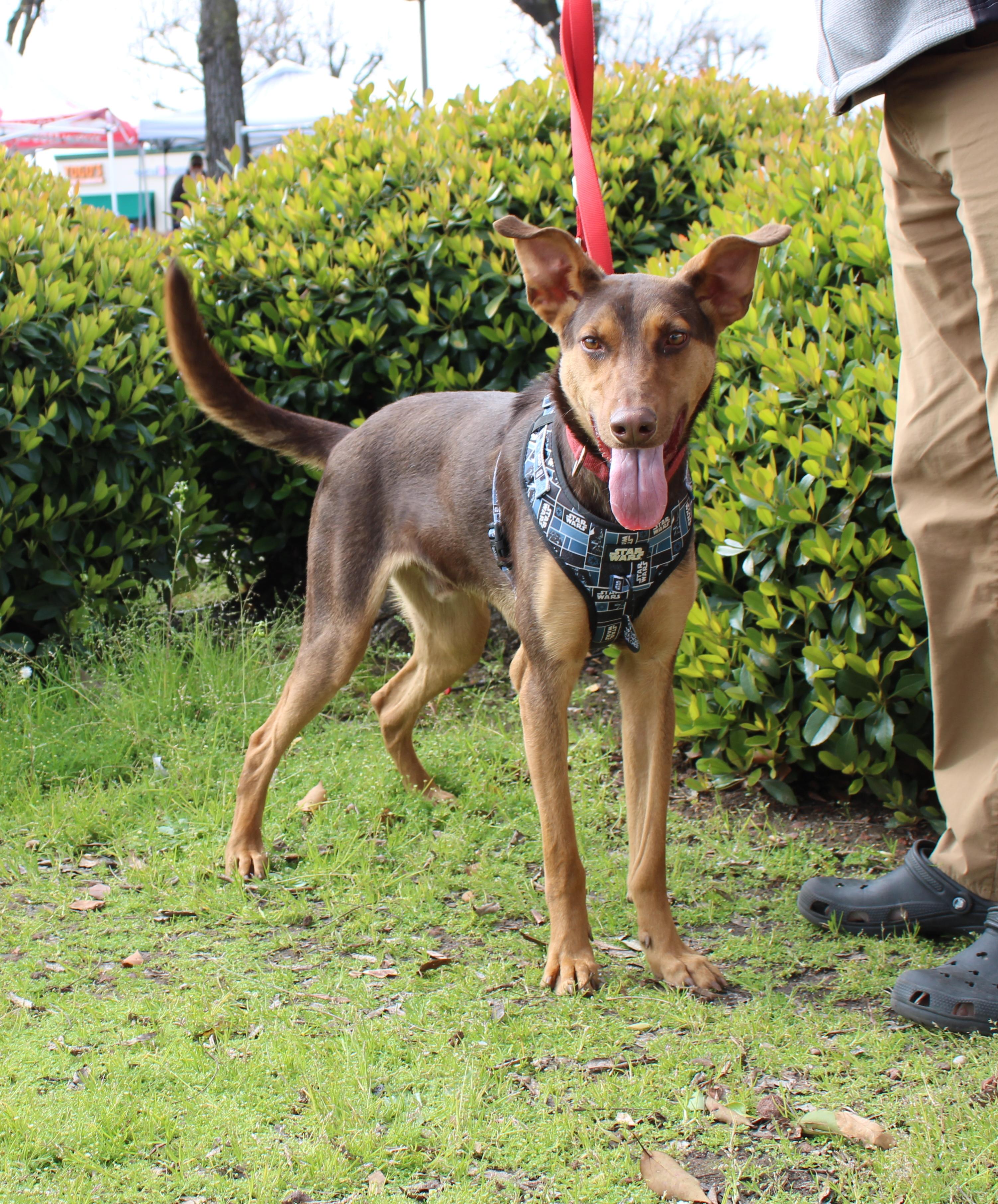 Enlarge Darius, a Adoptable mixed breed in Yuba City, CA image 5/5