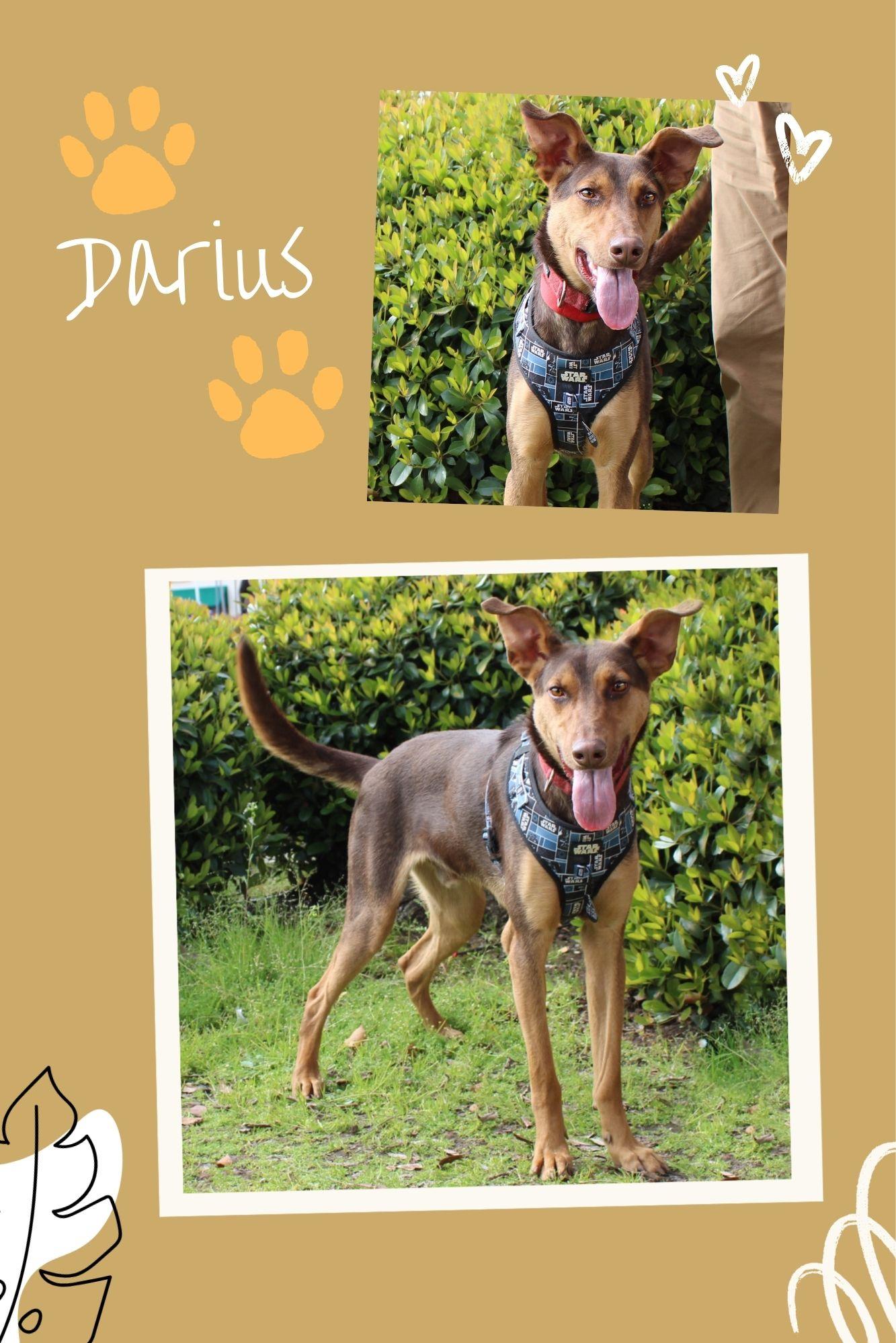 Darius, Adoptable, Young Male Doberman Pinscher.
