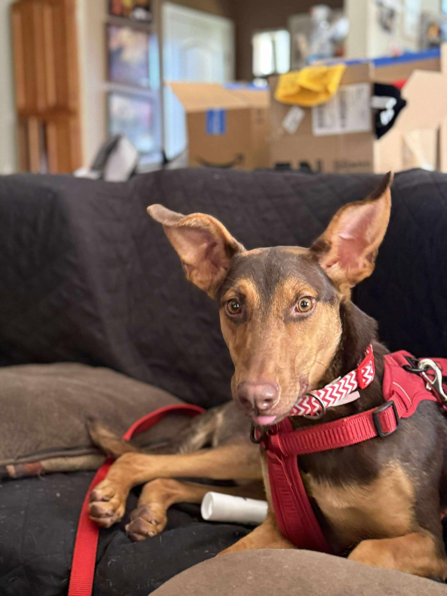 Darius, a Adoptable mixed breed in Yuba City, CA image 3/3