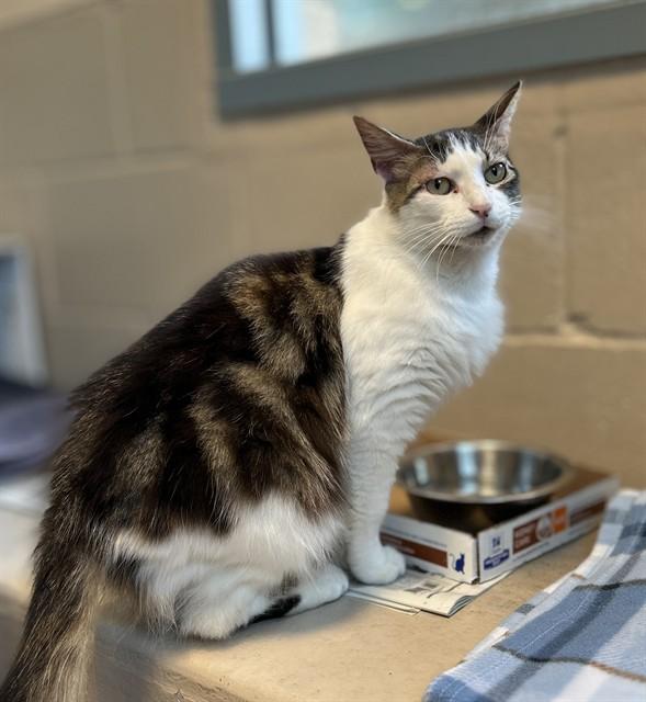 FREA, Adoptable, Young Female Domestic Long Hair.
