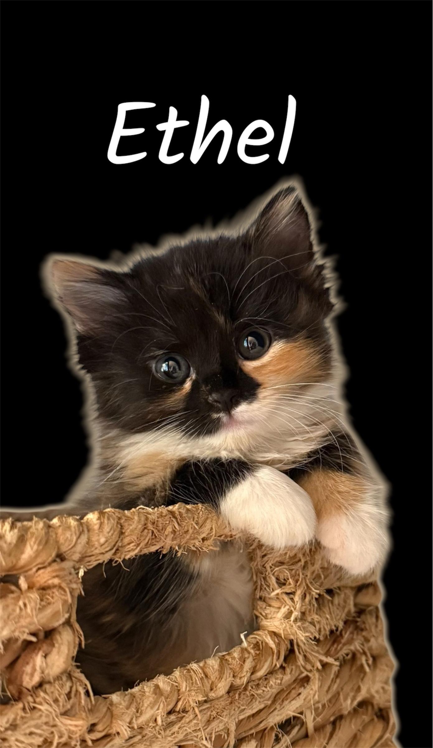 Enlarge Ethel, a Adopted Domestic Medium Hair in Auburn, CA image 1/1