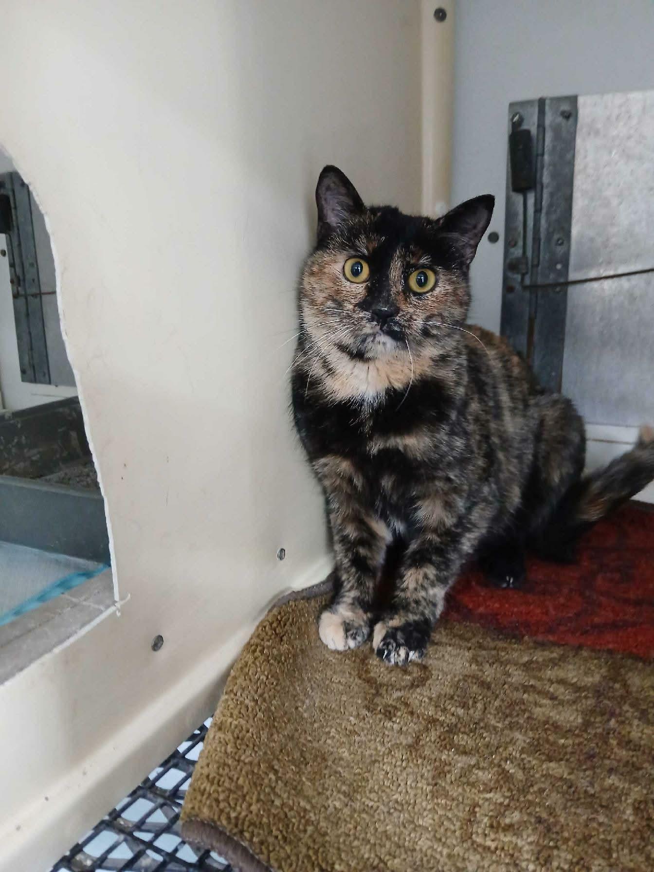 Tawny, ADOPTABLE, Adult Female Domestic Short Hair.