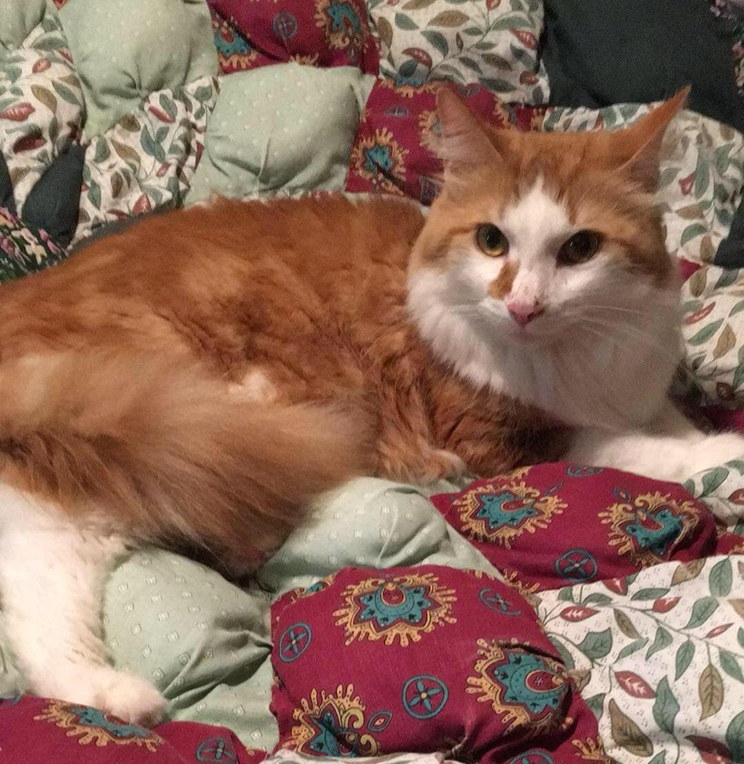Maxwell, adopted, Adult Male Domestic Long Hair.