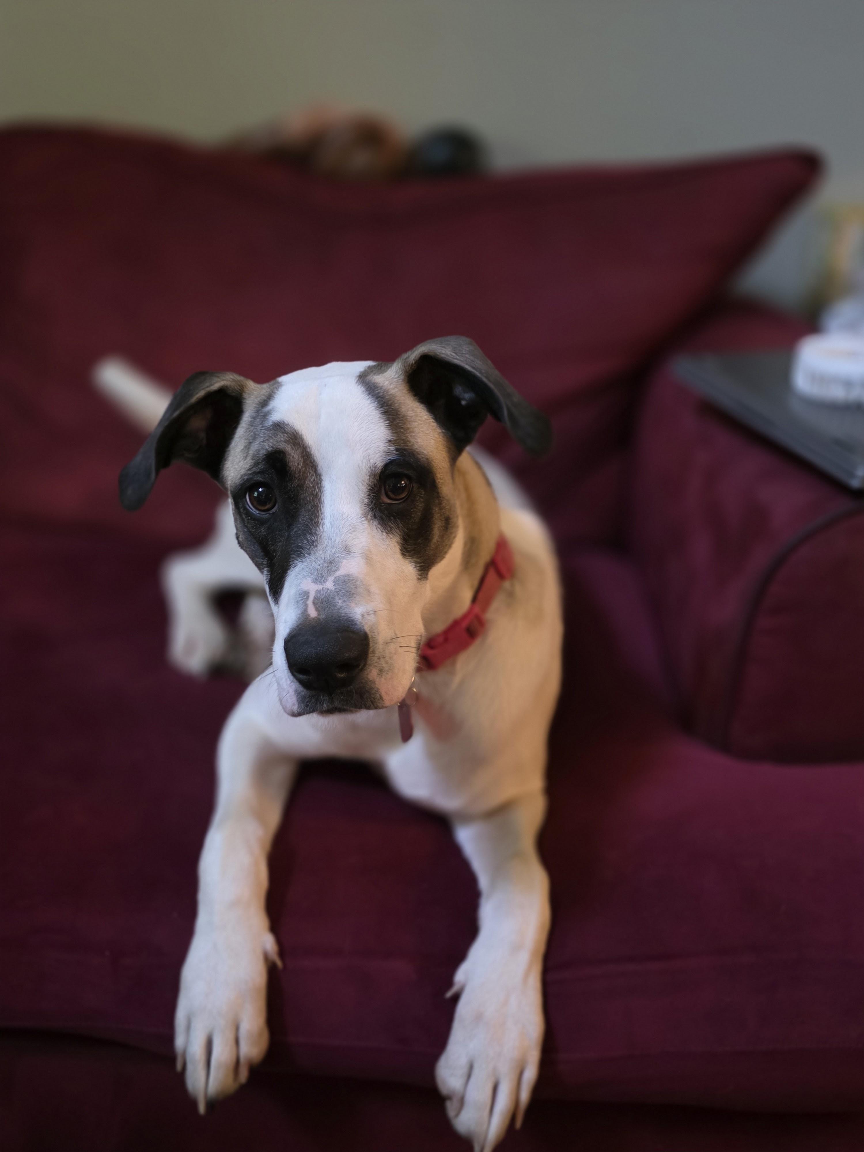 Daisy, Adoptable, Young Female Labrador Retriever.