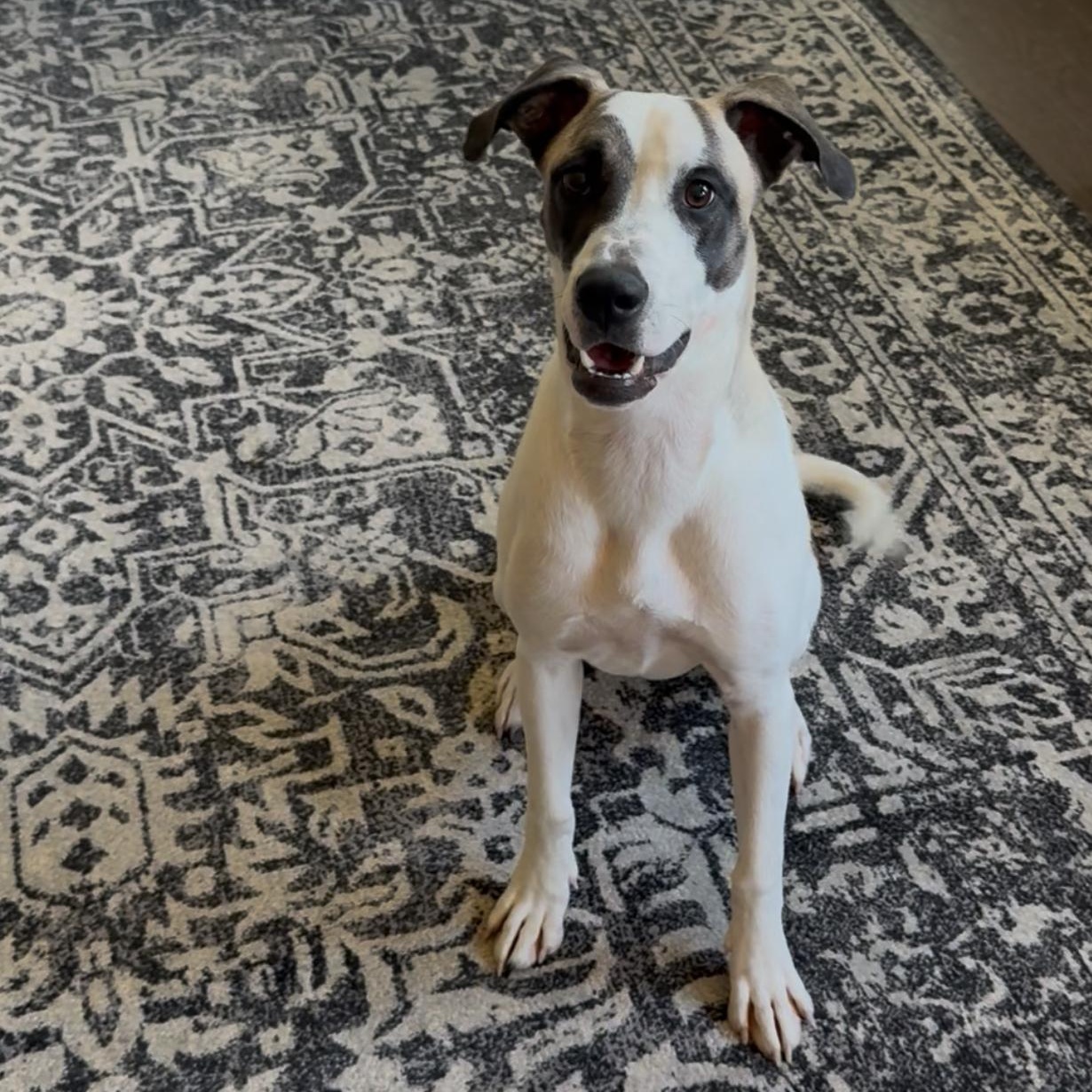 Enlarge Daisy, a Adoptable mixed breed in Grayson, GA image 3/5