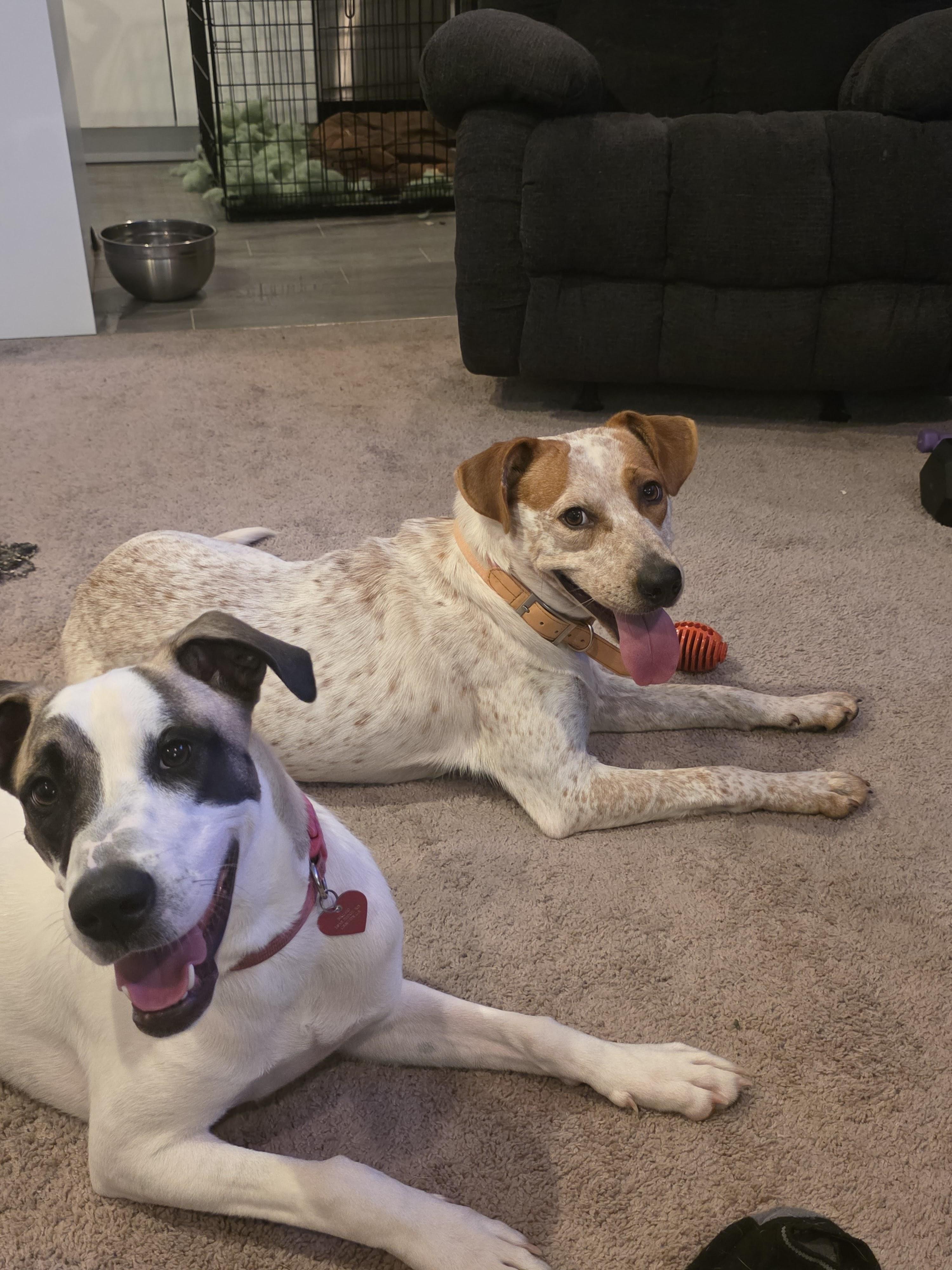 Enlarge Daisy, a Adoptable mixed breed in Grayson, GA image 2/5