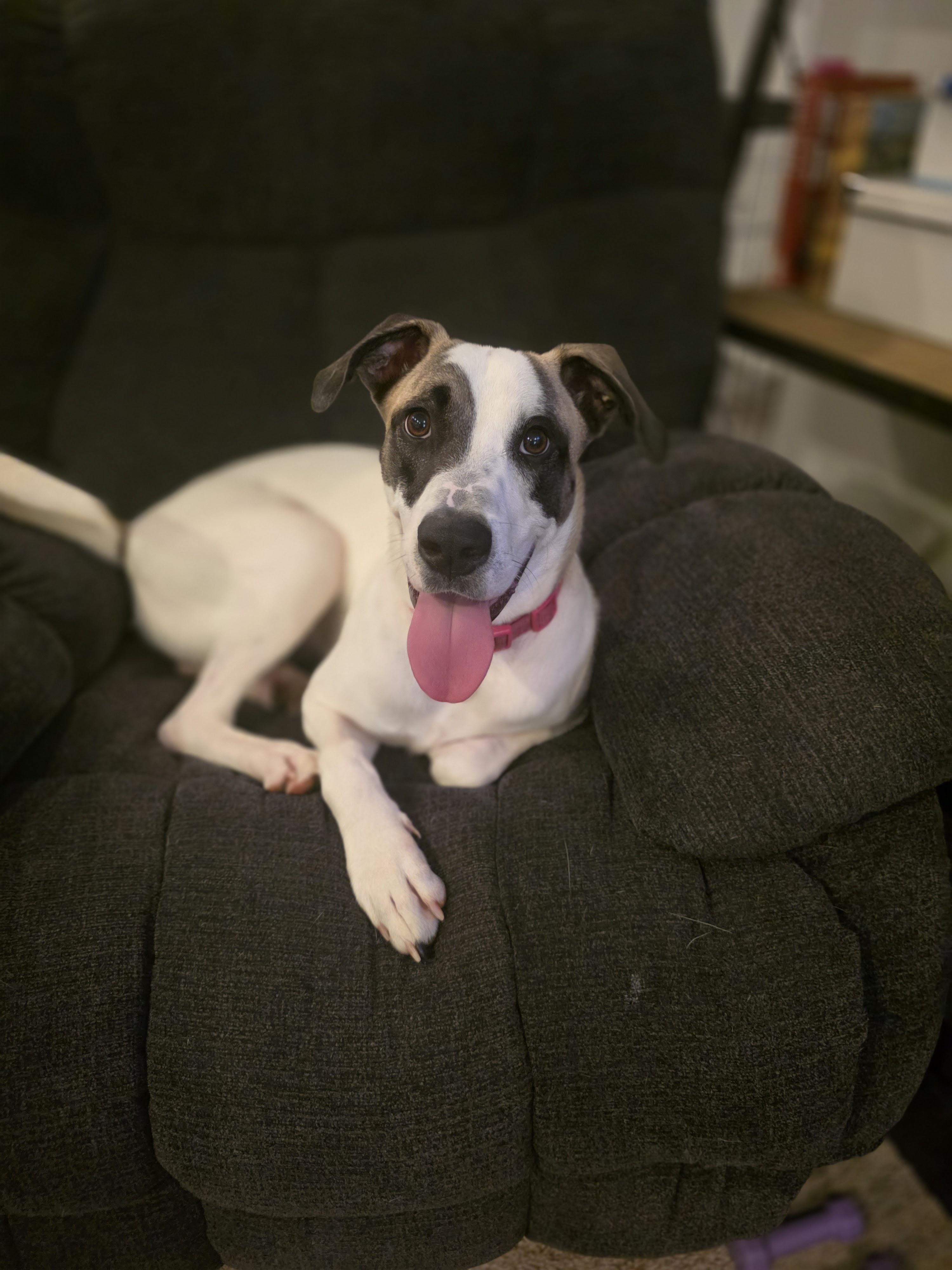 Enlarge Daisy, a Adoptable mixed breed in Grayson, GA image 5/5