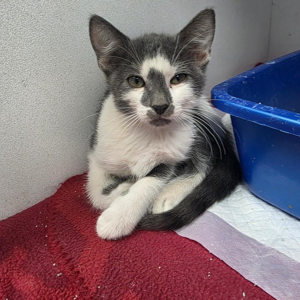 Enlarge Patches, a Adoptable Domestic Short Hair in Duncan, OK image 1/1