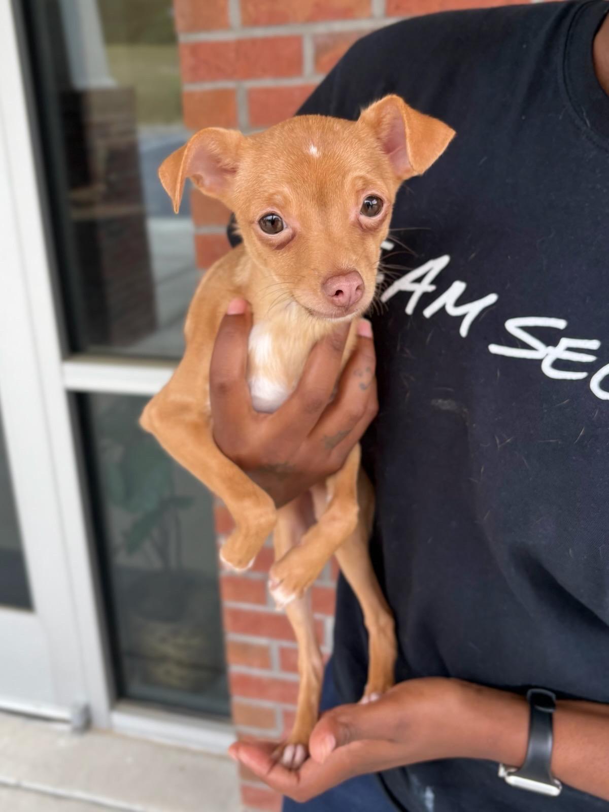 Enlarge Darla, a ADOPTABLE Chihuahua in Orlando, FL image 2/3