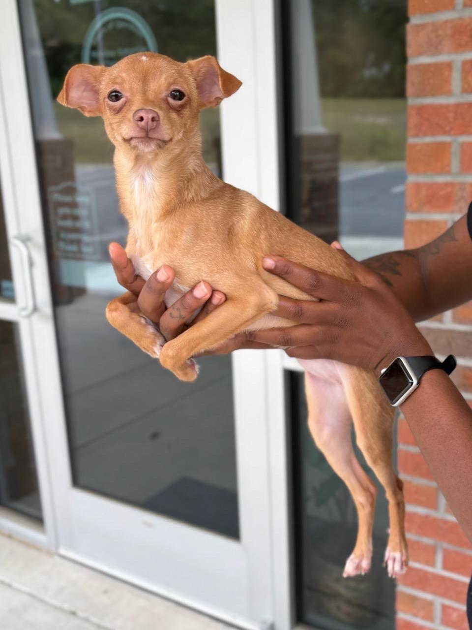 Enlarge Darla, a ADOPTABLE Chihuahua in Orlando, FL image 3/3