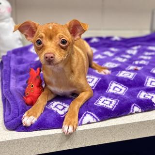 Darla, ADOPTABLE, Puppy Female Chihuahua.