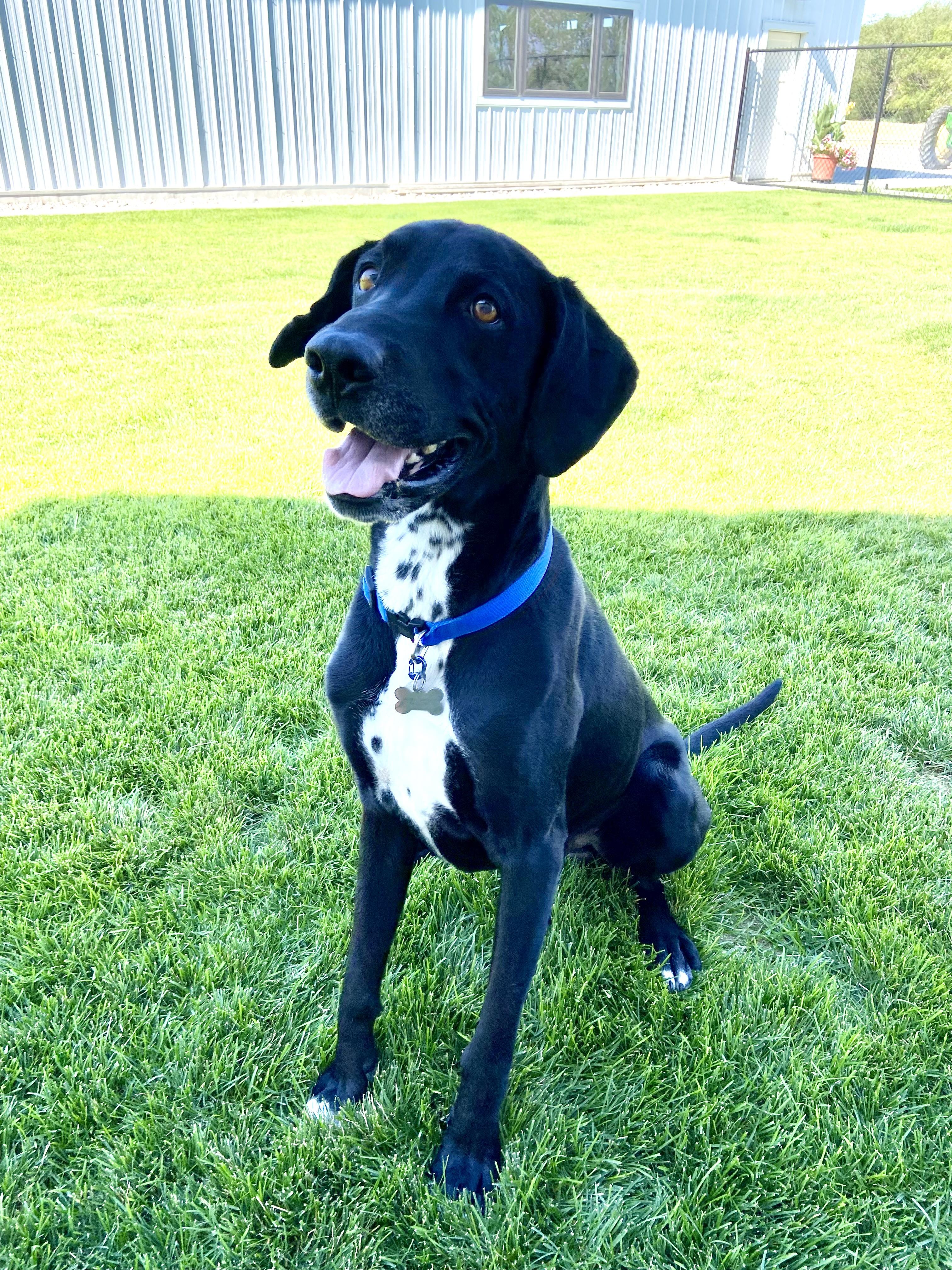Enlarge Zeke, a Adoptable mixed breed in Twin Falls, ID image 4/6