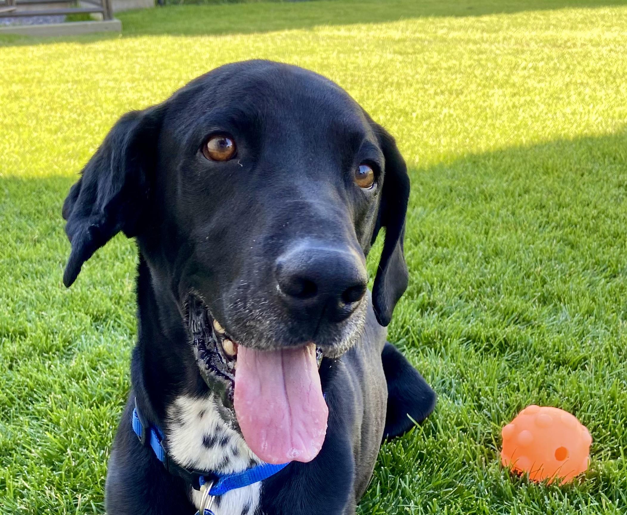 Enlarge Zeke, a Adoptable mixed breed in Twin Falls, ID image 5/6