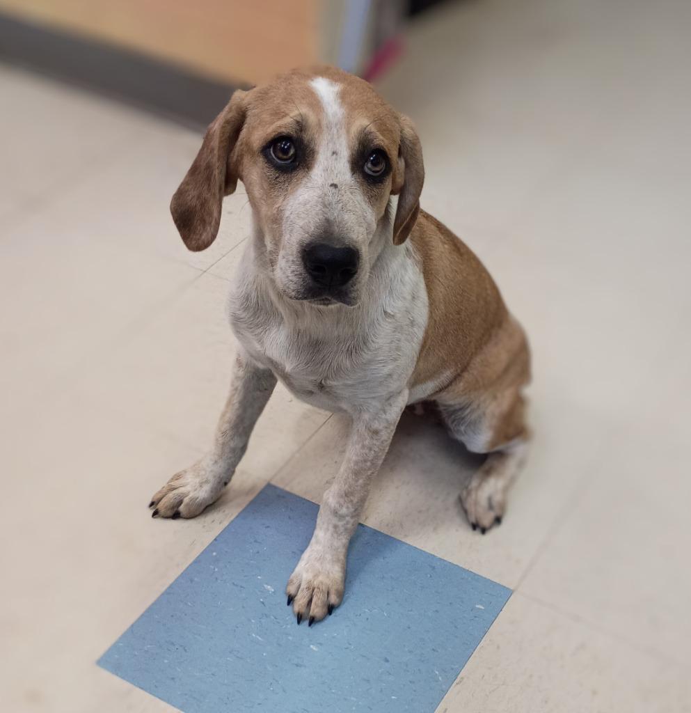 Enlarge Cassie, a Adoptable mixed breed in Clarksville, TN image 1/1