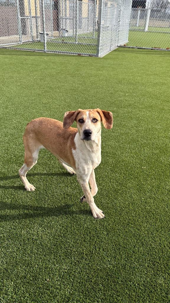 Cassie, Adoptable, Young Female Australian Shepherd & Mixed Breed.