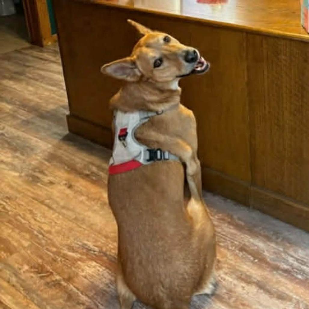 Enlarge Lucky, a ADOPTABLE mixed breed in Helena, AL image 2/5