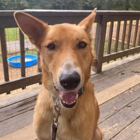 Enlarge Lucky, a ADOPTABLE mixed breed in Helena, AL image 4/5