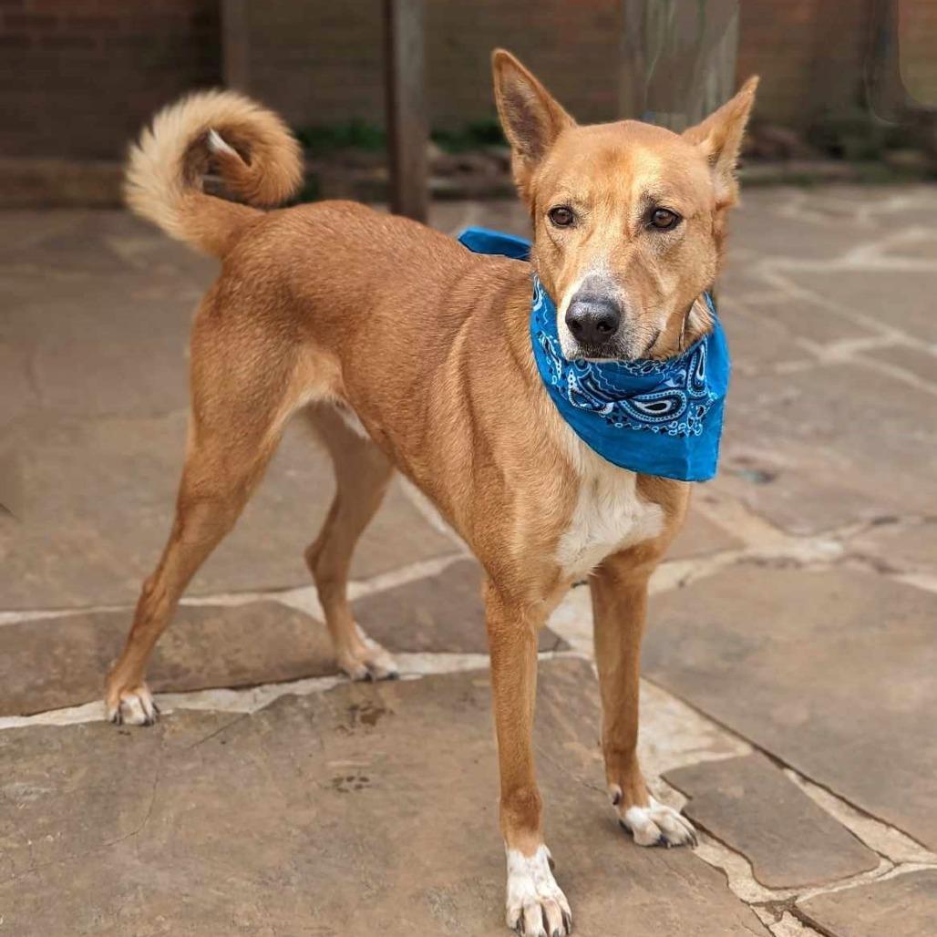 Enlarge Lucky, a ADOPTABLE mixed breed in Helena, AL image 5/5