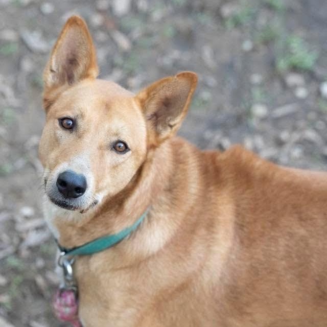 Enlarge Lucky, a ADOPTABLE mixed breed in Helena, AL image 1/5