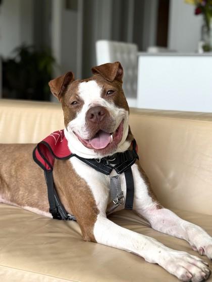 Enlarge Bert, a Adoptable Mixed Breed in Washington, DC image 1/3