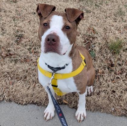 Enlarge Bert, a Adoptable Mixed Breed in Washington, DC image 2/3