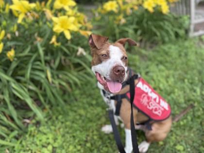 Enlarge Bert, a Adoptable Mixed Breed in Washington, DC image 2/3