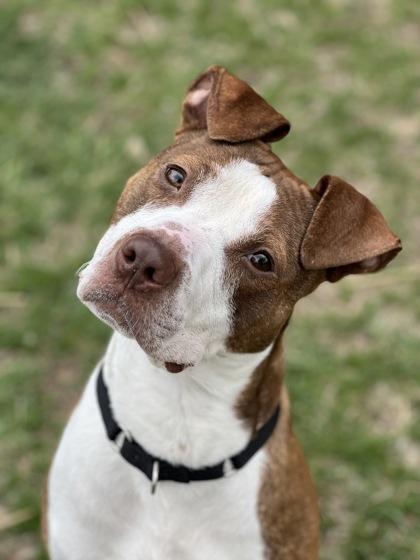 Enlarge Bert, a Adoptable Mixed Breed in Washington, DC image 3/3