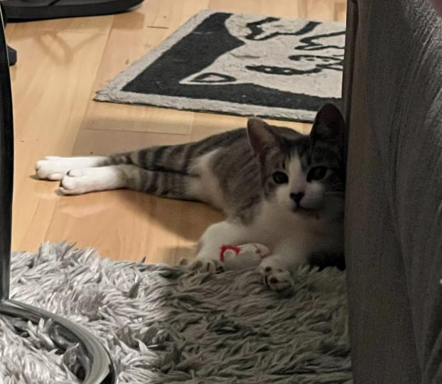 Pearl, Adoptable, Kitten Female American Shorthair.