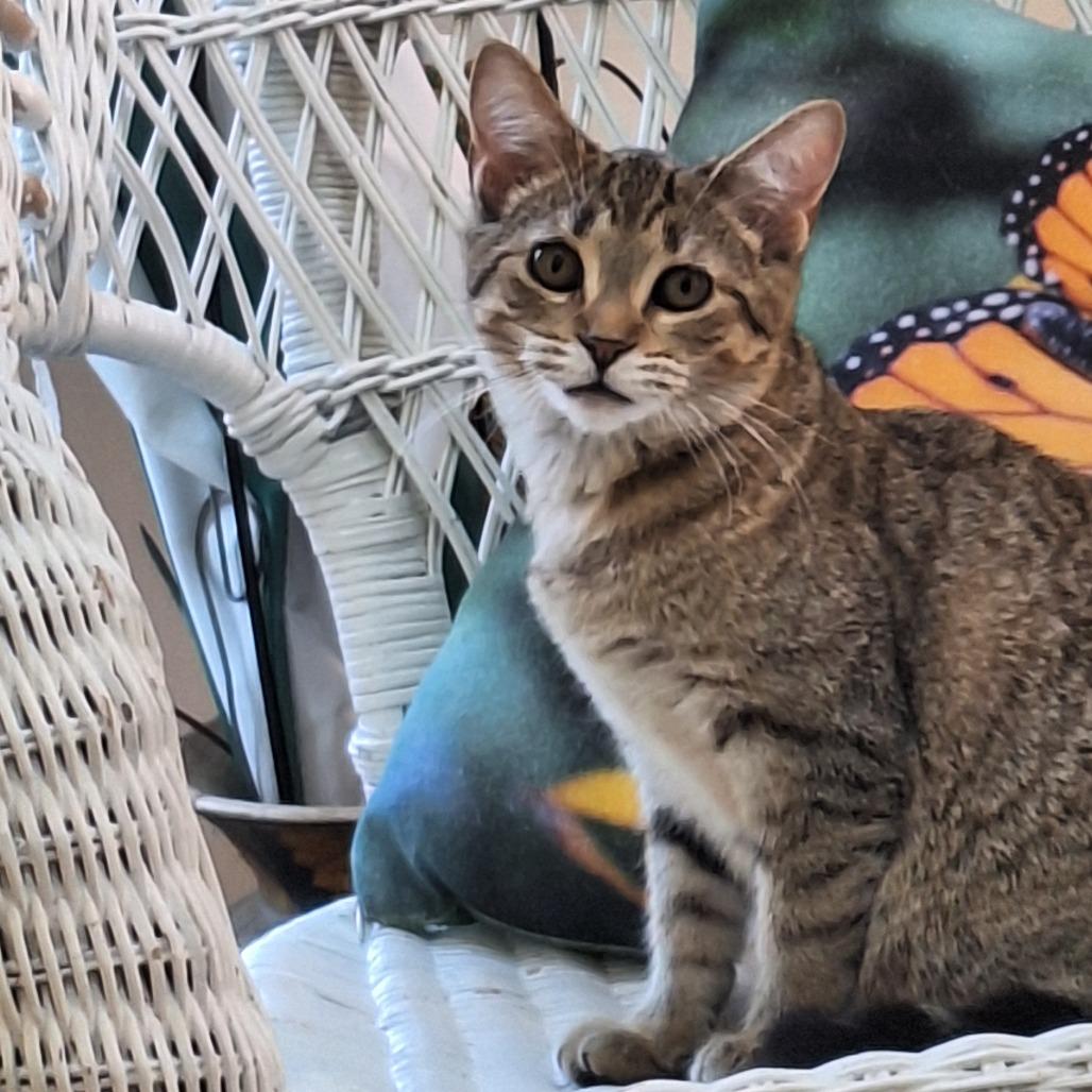 Tio, Adoptable, Young Female Domestic Short Hair.