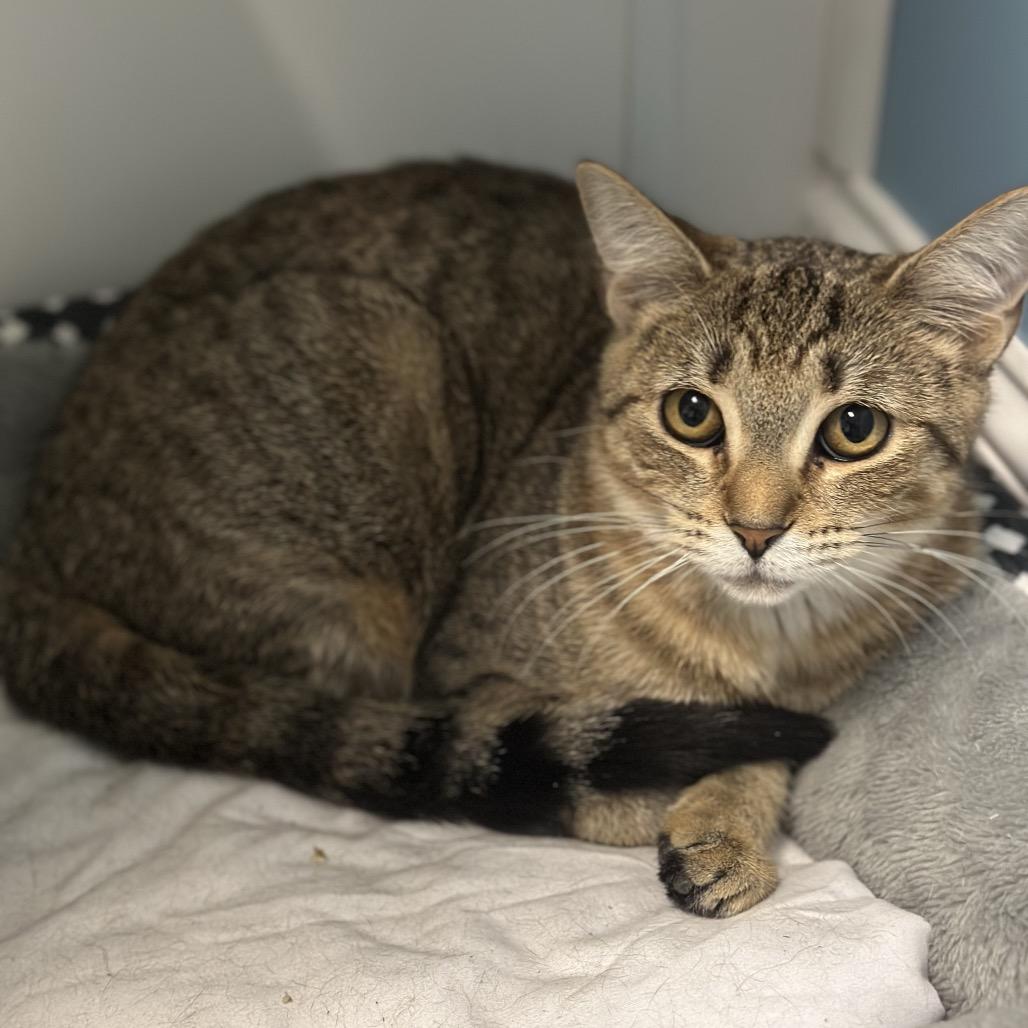 Tio, a Adoptable Domestic Short Hair in Brownsboro, AL image 2/3