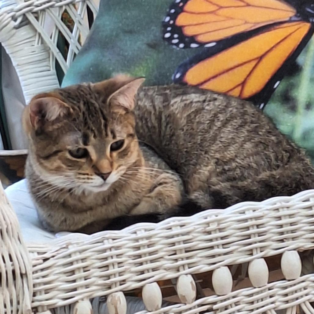 Tio, a Adoptable Domestic Short Hair in Brownsboro, AL image 3/3