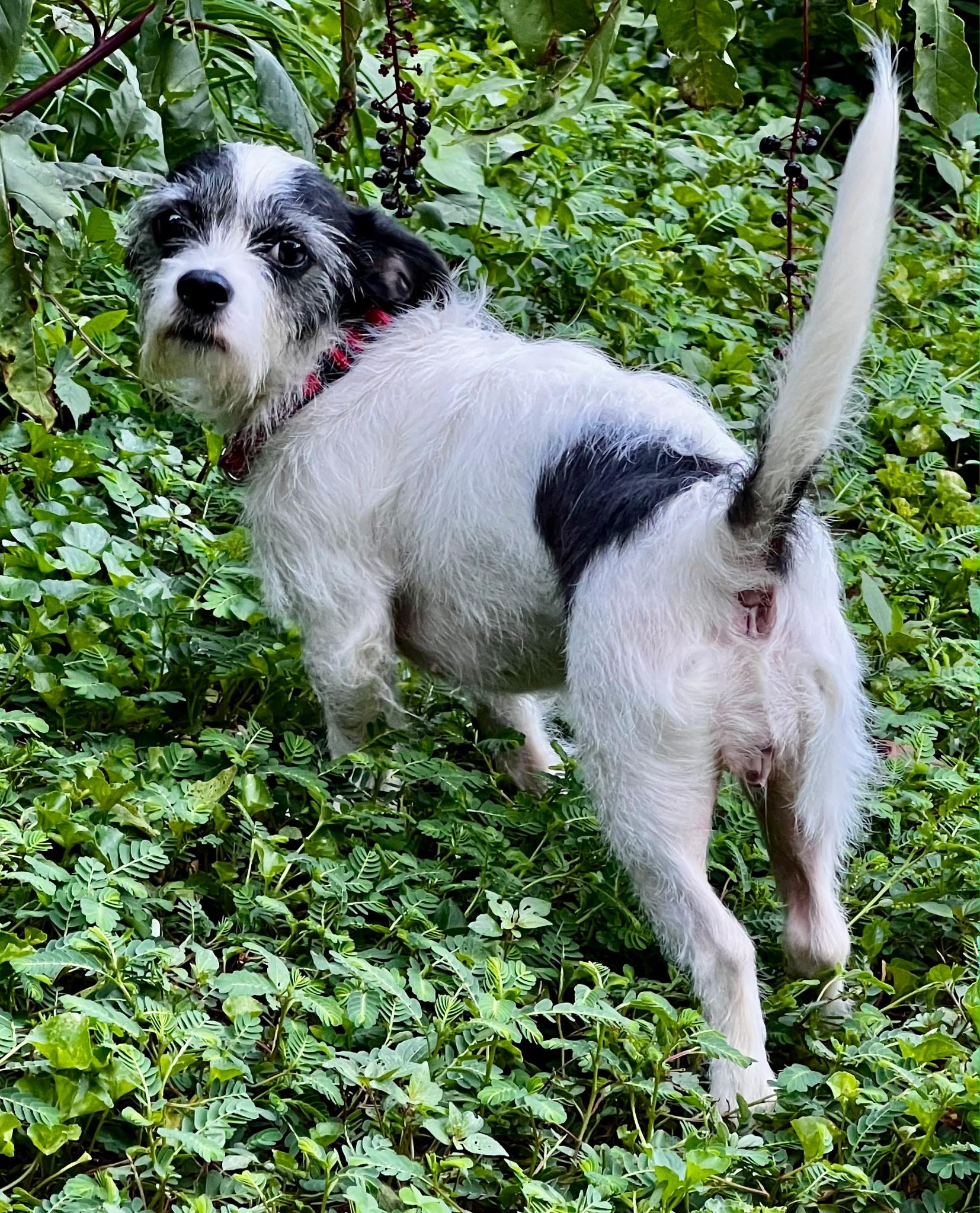 Enlarge Ellie May, a ADOPTABLE mixed breed in Lawrenceville, GA image 2/2