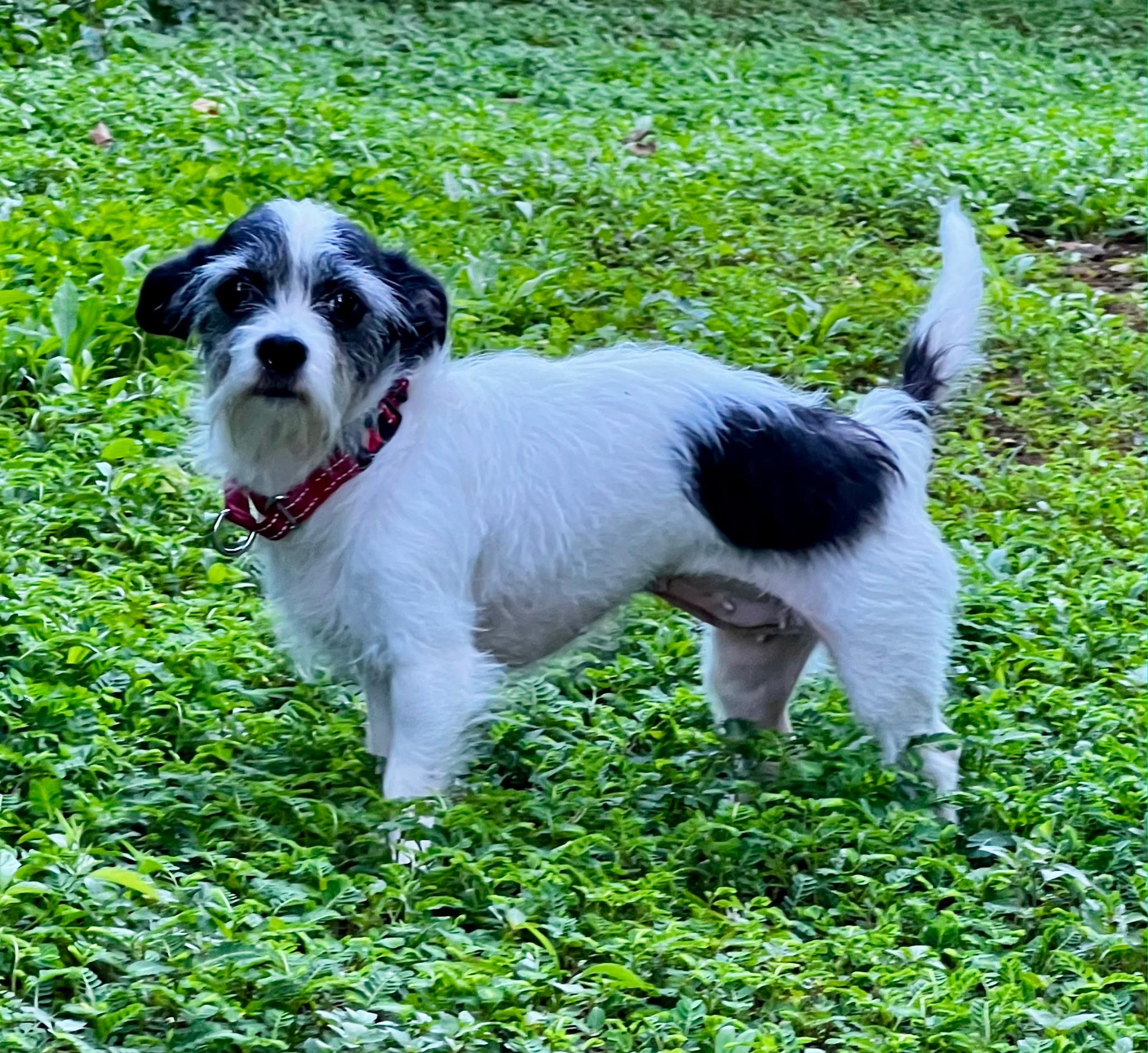 Ellie May, ADOPTABLE, Young Female Jack Russell Terrier.