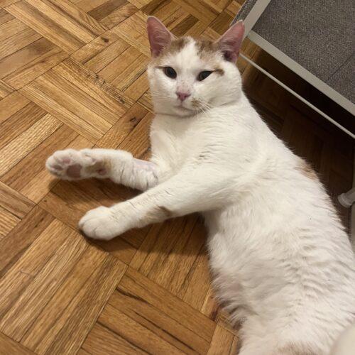 Tattler, Adoptable, Young Male Domestic Short Hair.