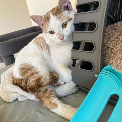 Tattler, Adoptable, Young Male Domestic Short Hair.