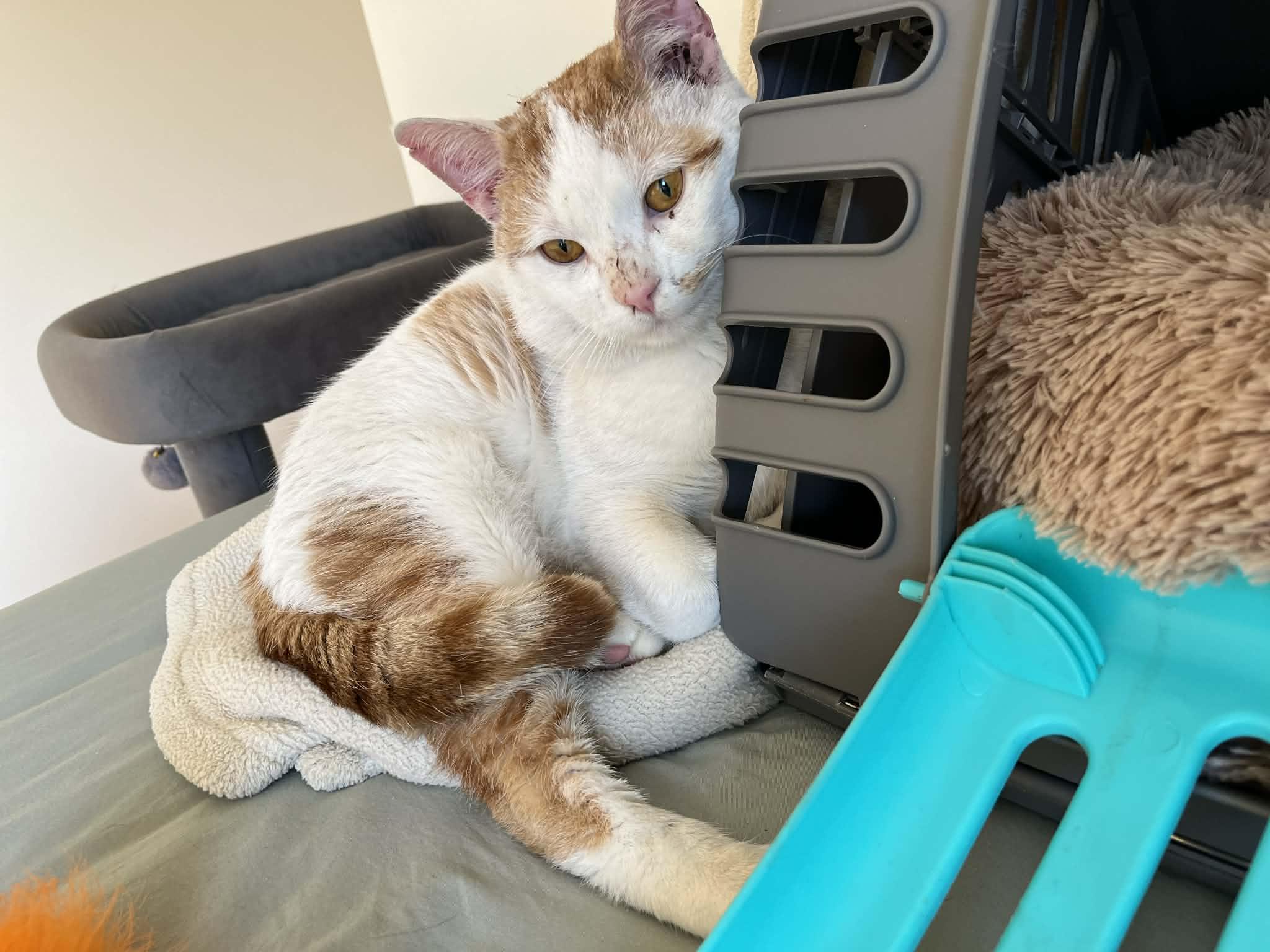 Enlarge Tattler, a Adoptable Domestic Short Hair in Toronto, ON image 2/3