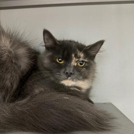 Yumme, ADOPTABLE, Young Female Domestic Medium Hair.