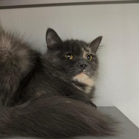 Enlarge Yumme, a ADOPTABLE Domestic Medium Hair in Honesdale, PA image 2/3