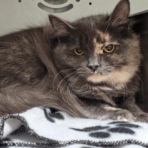 Enlarge Yumme, a ADOPTABLE Domestic Medium Hair in Honesdale, PA image 3/3