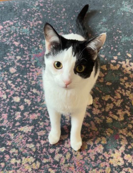 Enlarge Steffie (Sponsored Fee), a Adoptable mixed breed in Lombard, IL image 1/6