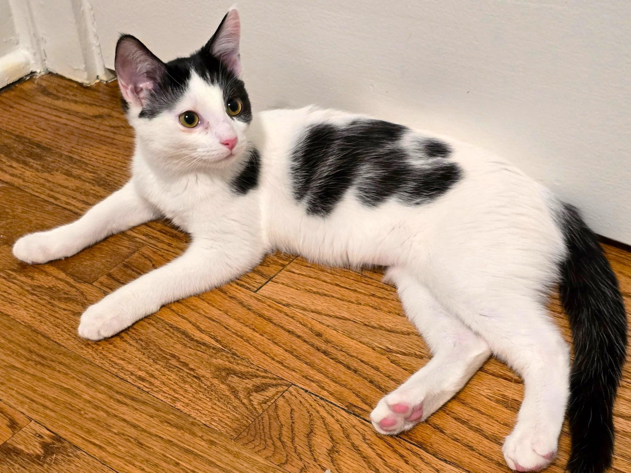 Enlarge Steffie (Sponsored Fee), a Adoptable mixed breed in Lombard, IL image 4/6