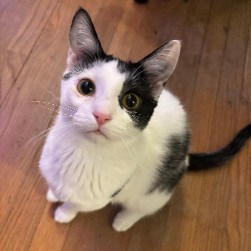 Enlarge Steffie (Sponsored Fee), a Adoptable mixed breed in Lombard, IL image 3/6