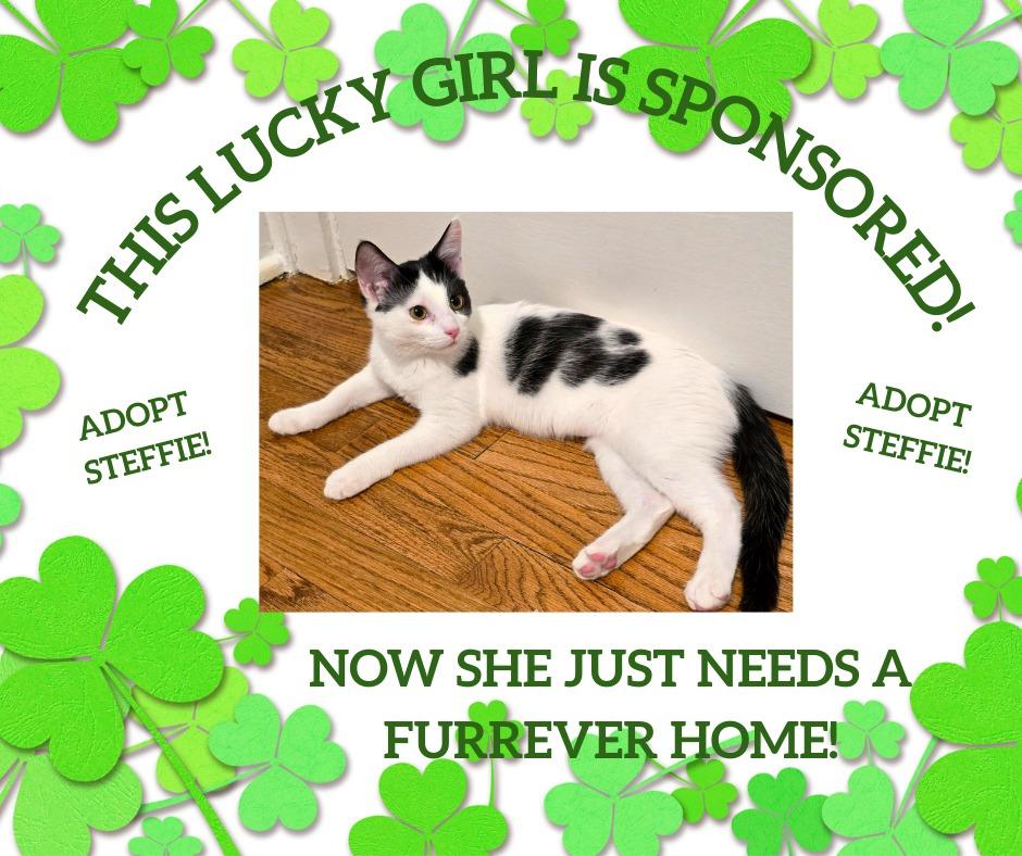 Enlarge Steffie (Sponsored Fee), a Adoptable mixed breed in Lombard, IL image 2/6