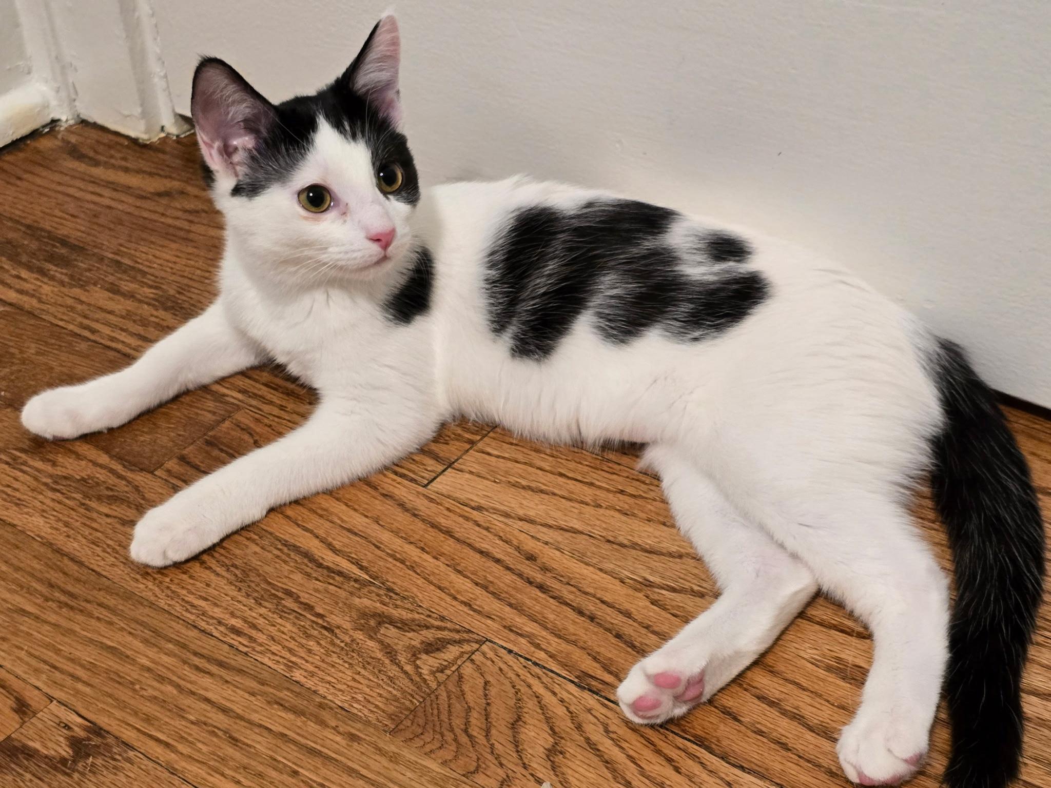 Enlarge Steffie, a Adoptable mixed breed in Lombard, IL image 1/4