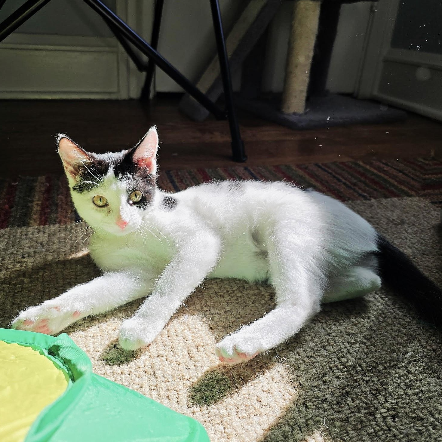 Enlarge Steffie, a Adoptable mixed breed in Lombard, IL image 2/4