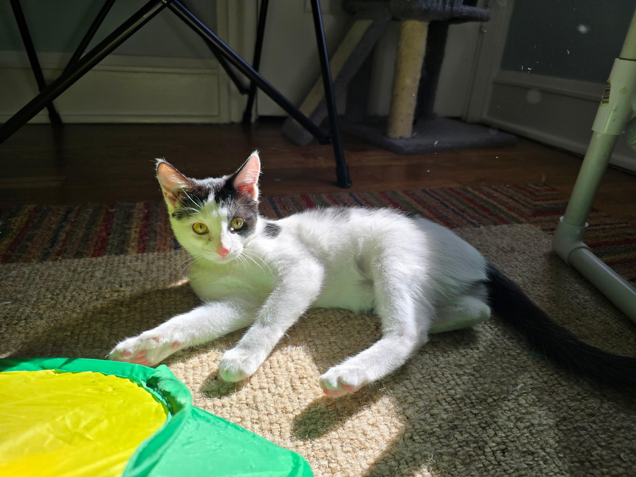 Enlarge Steffie, a Adoptable mixed breed in Lombard, IL image 3/4